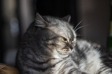 Beautiful furry cat with long moustache chilling under sun