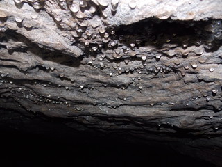 Teto de Caverna com Gotículas de Água