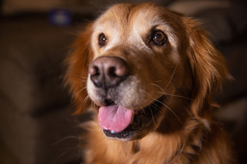 Closeup view of smiling golden retriever dog face
