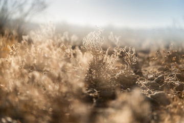 Joshua Nationalpark Unschärfe