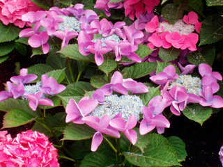 Blumenblüten
