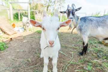 Naklejka na ściany i meble Cute young baby goat relaxing in ranch farm in summer day. Domestic goats grazing in pasture and chewing, countryside background. Goat in natural eco farm growing to give milk and cheese.