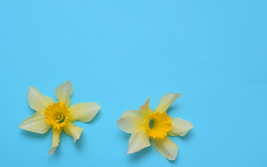 Narcissus on blue background.