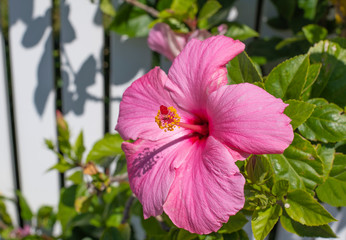 Pink Hibiscus Flower CloseUP