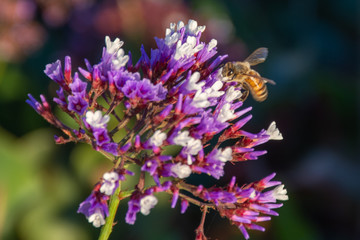Bee on Flower
