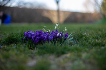 Fr&uuml;hbl&uuml;her Hintergrund
