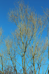 Tress without leaves in blue sky background winter season high quality prints