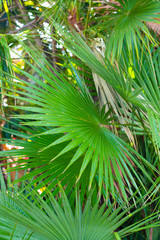 Green Palm Tree Leaves 