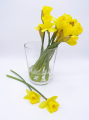 Bouquet of daffodils in a glas vase