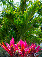 Palm Tree Pink Leaves Foliage Tropical Background Closeup