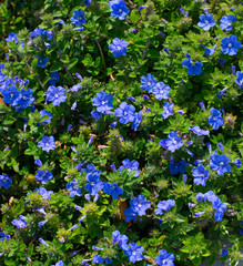 Closeup Blue Flowers Forget-me-not