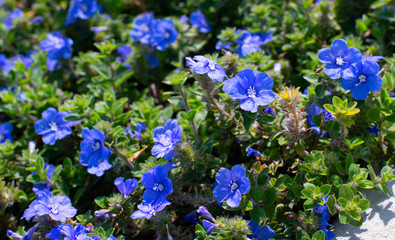 Closeup Blue Flowers Forget-me-not