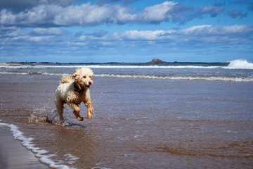 Happy dog playing fetch on Northumberland beach near Bamburgh Castle. Wide open space with big blue cloudy sky. Space for copy text.