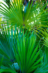 Obraz na płótnie Canvas Green Palm Tree Leaves 