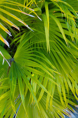 Green Palm Tree Leaves 