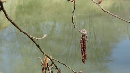 Растения. Весна