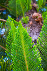 Evergreen Tree Cedar Cypress Pine Closeup