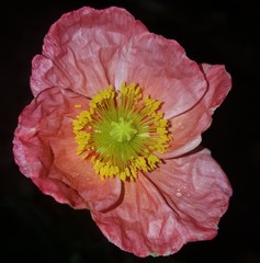 beautiful pink poppy