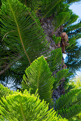 Evergreen Tree Cedar Cypress Pine Closeup