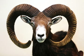 Head shot closeup of an adult male mouflon - obrazy, fototapety, plakaty
