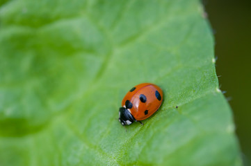 Red Ladybug on a green leaf