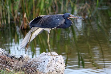 Blue Heron striking a pose