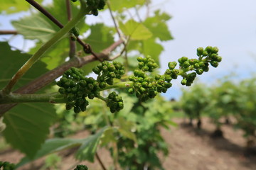 Fructification de la vigne, grappe de raisin pendant la phase de nouaison au printemps, en...