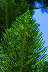Evergreen Tree Cedar Cypress Pine Closeup