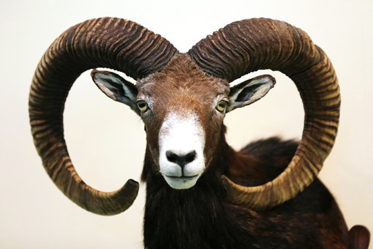 Head shot closeup of an adult male mouflon