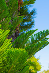 Evergreen Tree Cedar Cypress Pine Closeup