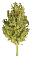 Dry hemp bud on a white background. Medical marijuana object for design. Biology.