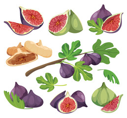 Common fig with leaves. Figs compositions for product packaging.