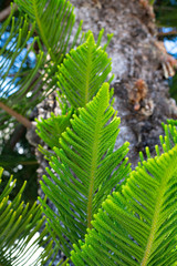 Evergreen Tree Cedar Cypress Pine Closeup