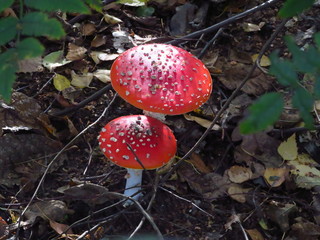  fly agaric mushroom