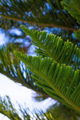 Evergreen Tree Cedar Cypress Pine Closeup