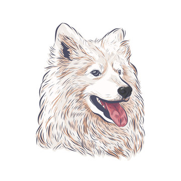 Samoyed Dog Vector Isolated. Samoyed Dog Head Panting On White Background.