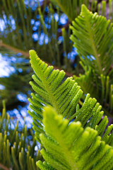 Evergreen Tree Cedar Cypress Pine Closeup