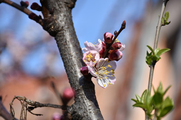 On a thicker vertical branch grows a young twig with buds and apricot flowers