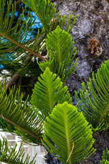 Evergreen Tree Cedar Cypress Pine Closeup