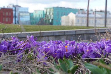 москва весна крокусы цветы улица