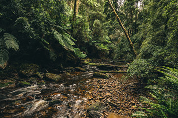 tasmanian jungle canopy floor with a running stream of water