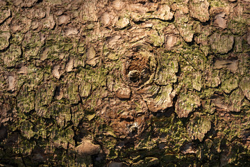 Holzstamm mit einem Astloch in der Mitte und grober Rinde