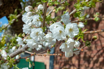 flowers