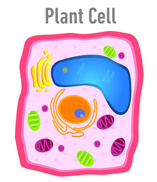 Diagram of plant cell illustration