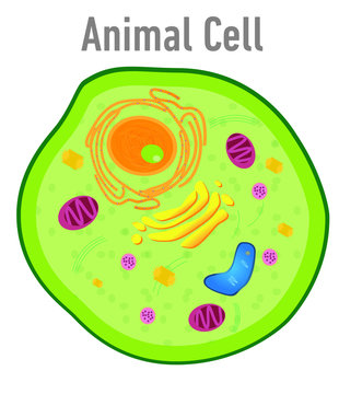 Diagram of animal cell illustration