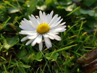 Obraz premium blümchen