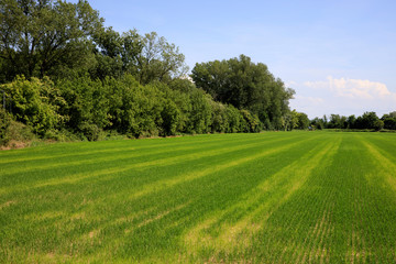 Fototapeta na wymiar Pavia (PV), Italy - June 09, 2018: Rice field near Pavia, Pavia, Lombardy, Italy