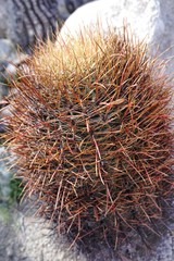 Photographs of Cholla Cactus in Joshua Tree National Park