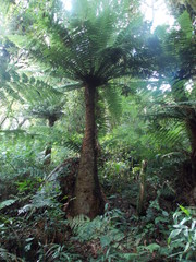 Dicksonia sellowiana