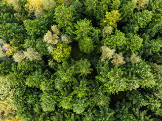 Naklejka premium Autumn trees